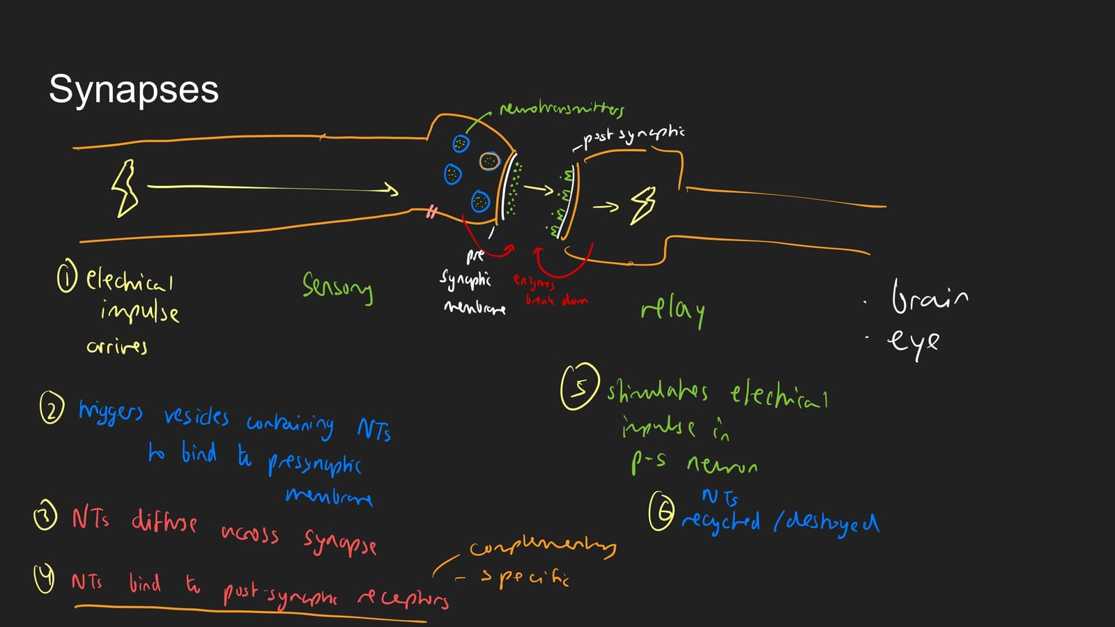 A lesson slide on synapses, numbering the six steps from the electrical impulse arriving to neurotransmitters binding to post-synaptic receptors.