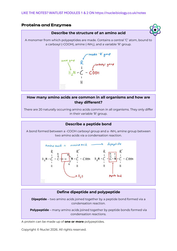 A page of the Nuclei notes on amino acids and peptide bonds, with labelled structure diagrams.