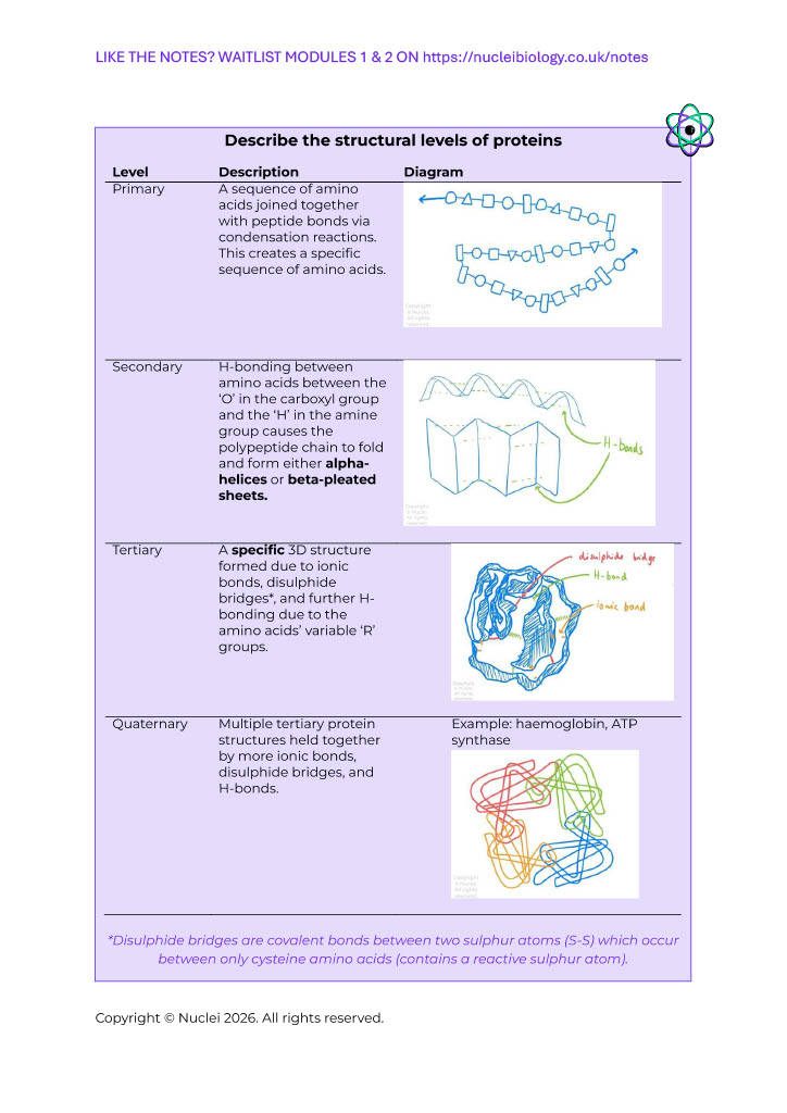 A page of the Nuclei notes on the four structural levels of proteins, with a diagram for each.